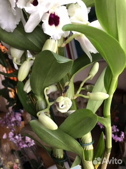 Дендробиум нобиле