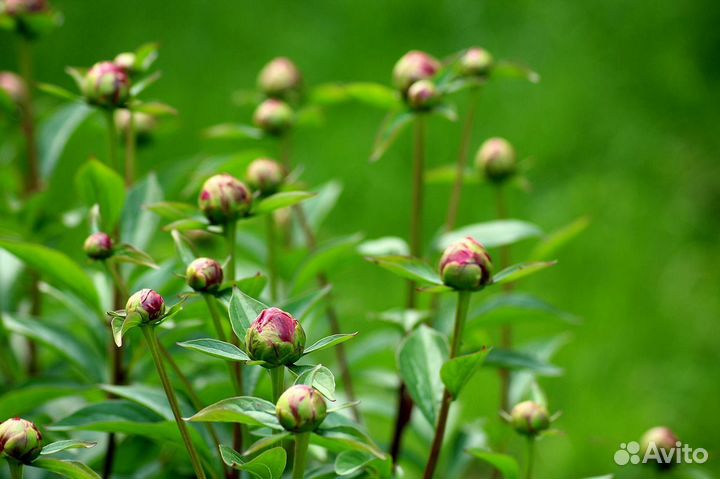Пионы оптом с доставкой Иваново цветы опт