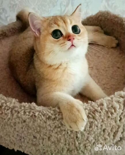 Британские котятки