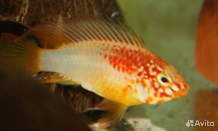 Апистограмма