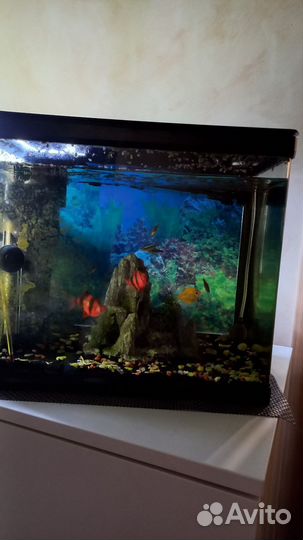Аквариум и все для аквариума
