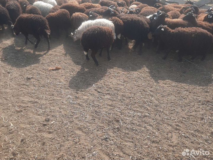 Ягнята Овцы Бараны Баранчики