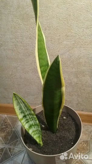 Сансевиерия.Щучий хвост.Тёщин язык
