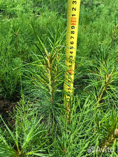 Кедр саженцы / сеянцы