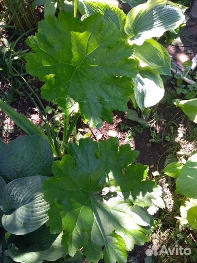 Многолетники