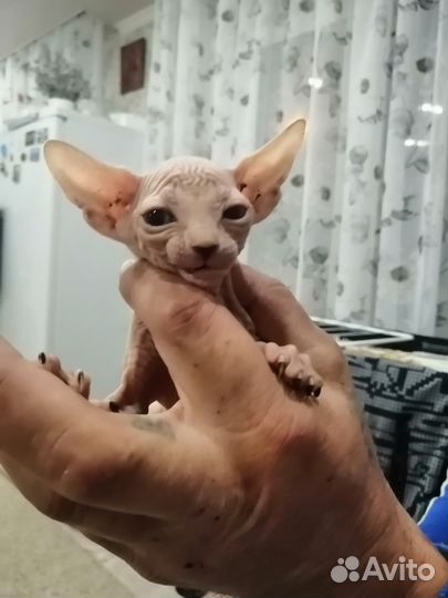 Канадский сфинкс