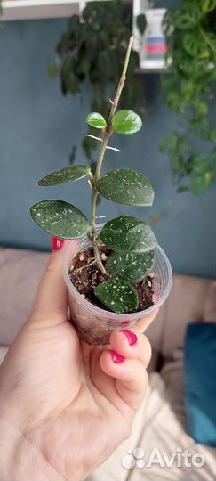 Хойя эскимо, макрофилла, матильда,парвифлора и др