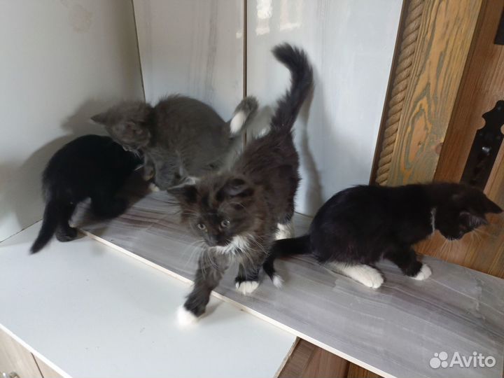 Котята отдам бесплатно