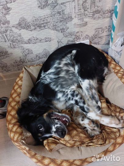 Собака русский спаниель