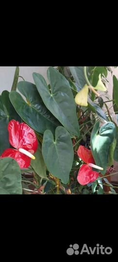 Антуриум Обаке ред. Черенки пророщенные