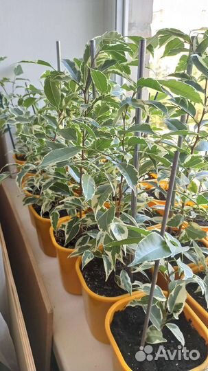 Сортовые фикусы