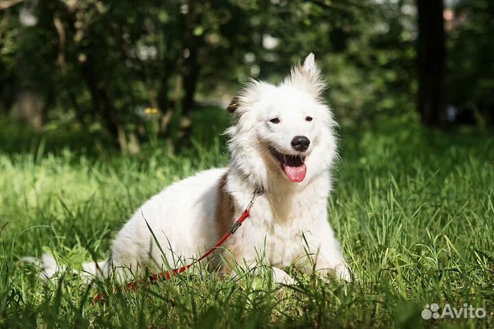 Красавица Стеша ищет дом