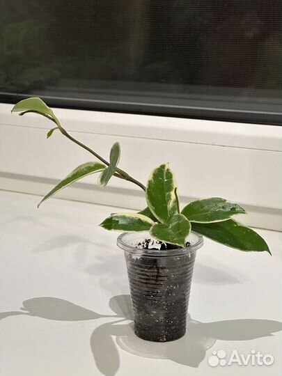 Хойя Кримсон Квин