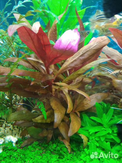 Альтернантера рейнека розовая