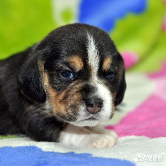 Щенки бигль