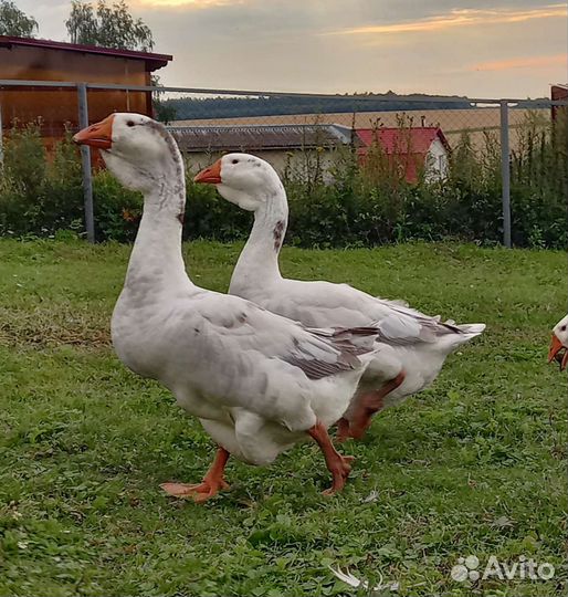 Холмогорские гуси