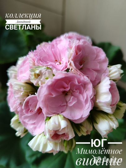 Пеларгония юг Мимолётное видение