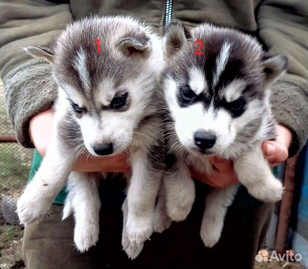 Щенки сибирской хаски