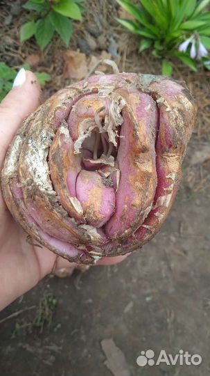 Рябчик императорский