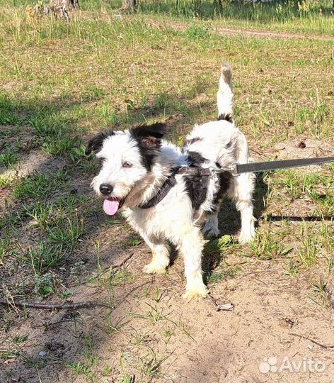 Собака в приюте