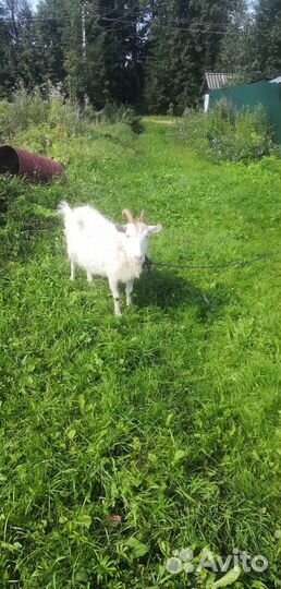 Коза дойная
