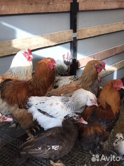 Петухи,Куры,Индоутки,Подсадные Кряквы