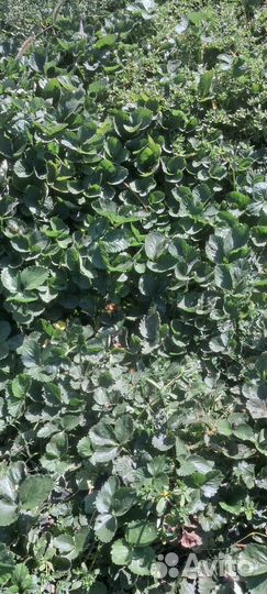 Рассада клубники