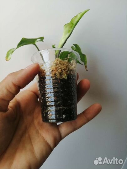 Сингониум три короля