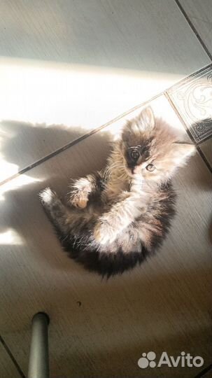 Котята в добрые руки приучены к лотку