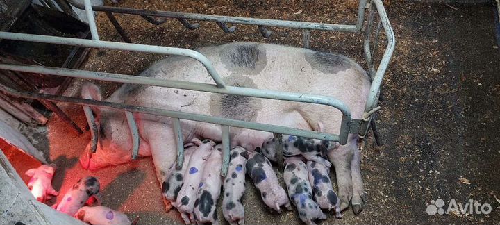 Поросята (Пьетрен, Пьетрен-Макстер)