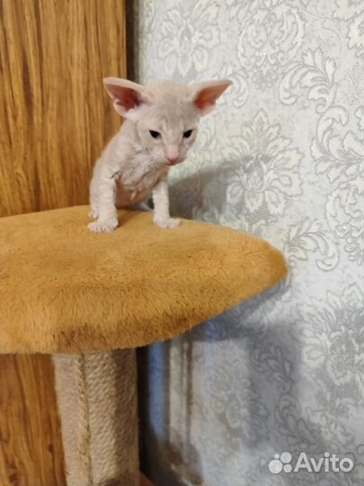 Донской сфинкс велюр котята