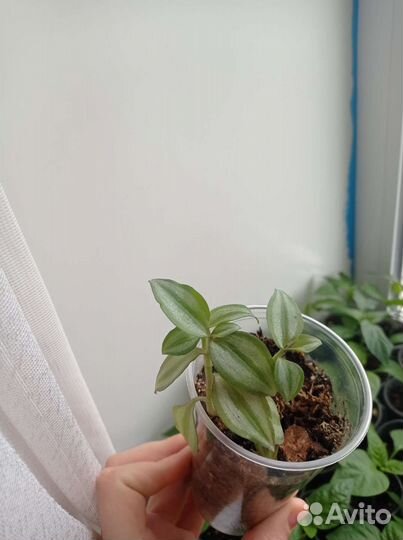 Традесканции и эпипремнумы