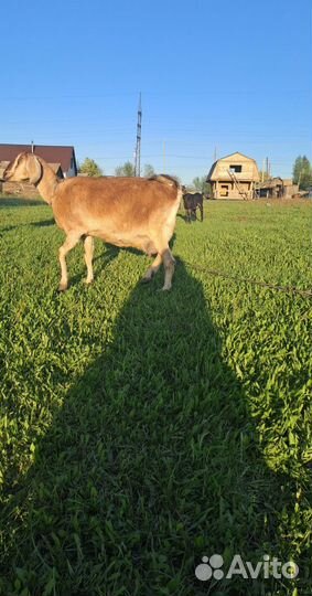 Нубийские коза козлята