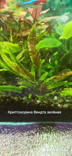 Аквариумные растения