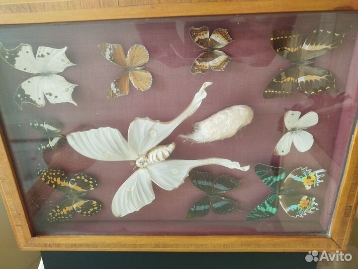 Бабочки коллекционные