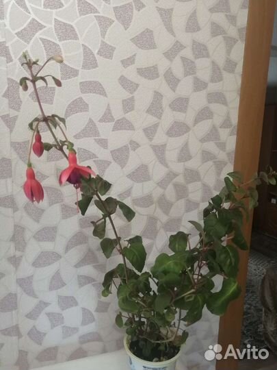 Комнатные цветы