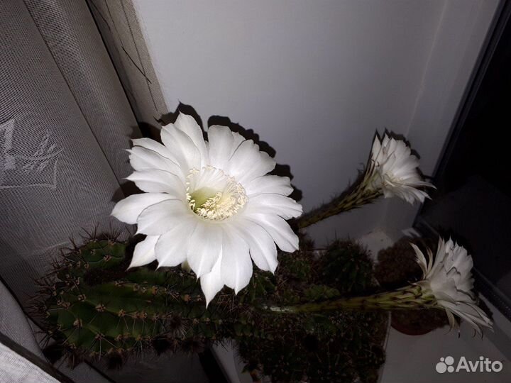 Кактус цветущий