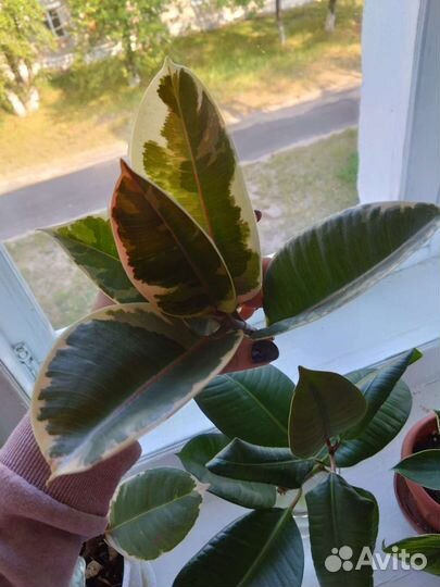 Фикус эластика тинеке