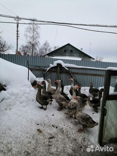 Мускусные утки