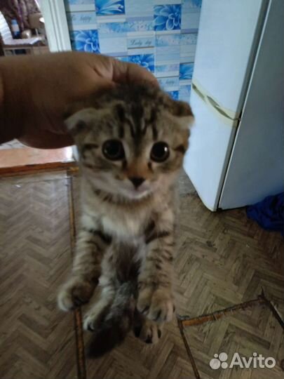 Отдам бесплатно