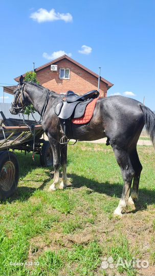 Жеребец орловской рысистой породы