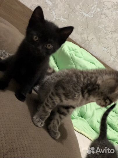 Котята в добрые руки 2месяц