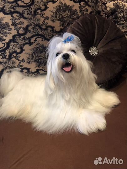 Вязка мальтезе