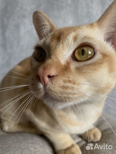 Вязка бурма