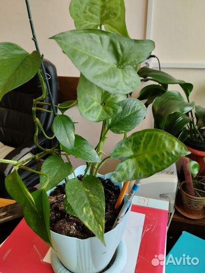 Пилея, сингониум, денежное дерево