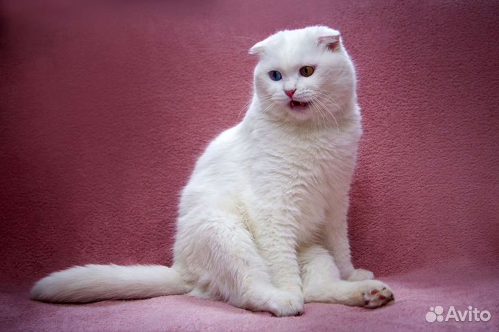 Кошечка ищет дом