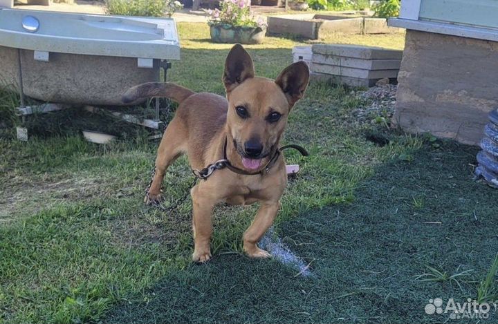 Милый коротколапик