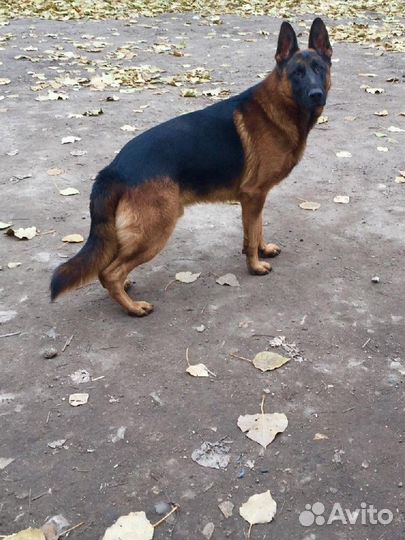 Щенки от немцев