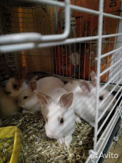 Декоративные кролики и морские свинки