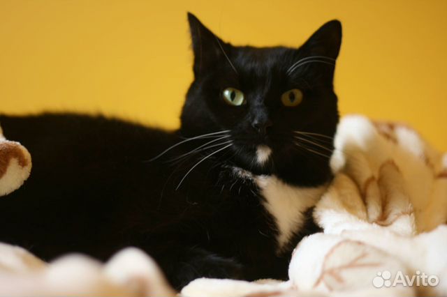 Фиби, черно-белая кошечка, 1,5 года